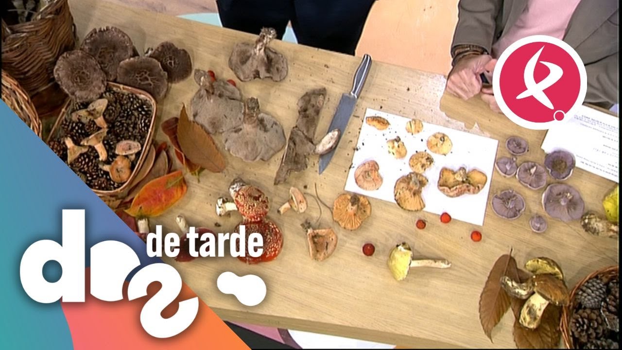 Hablemos de setas, uno de los manjares del otoño | Dos de tarde