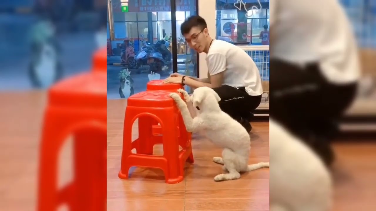 Funny ANIMALS videos 😂 Funniest CATS😺 and DOGS🐶 2025 #cat #pets #dogs #funny 