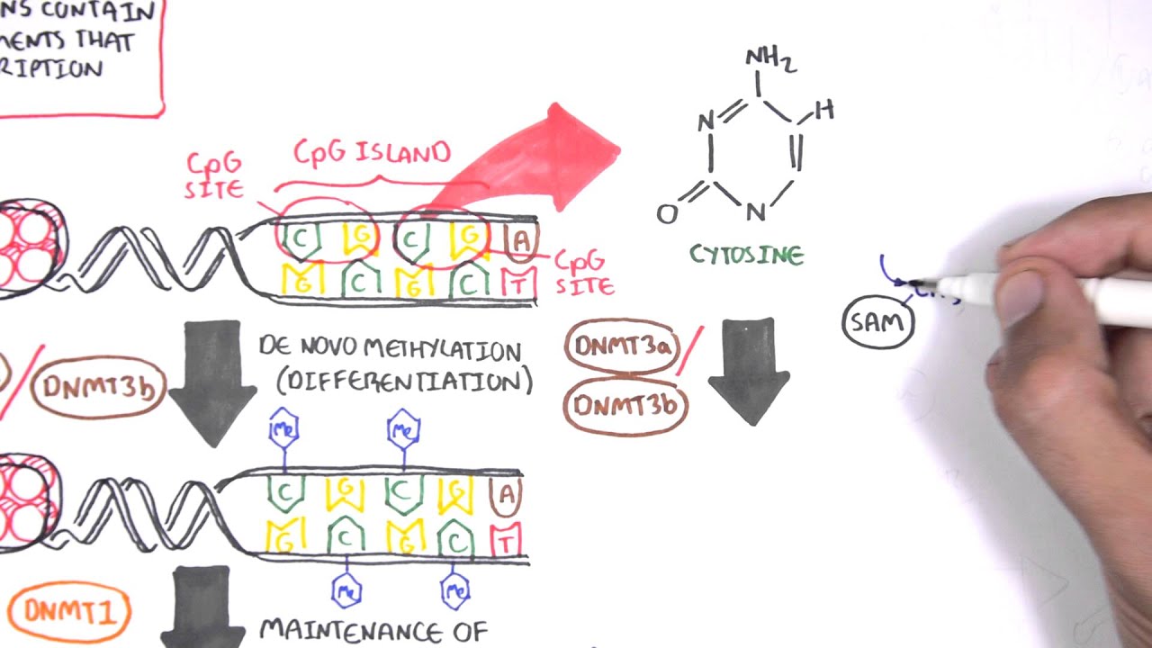 DNA Methylation and Cancer