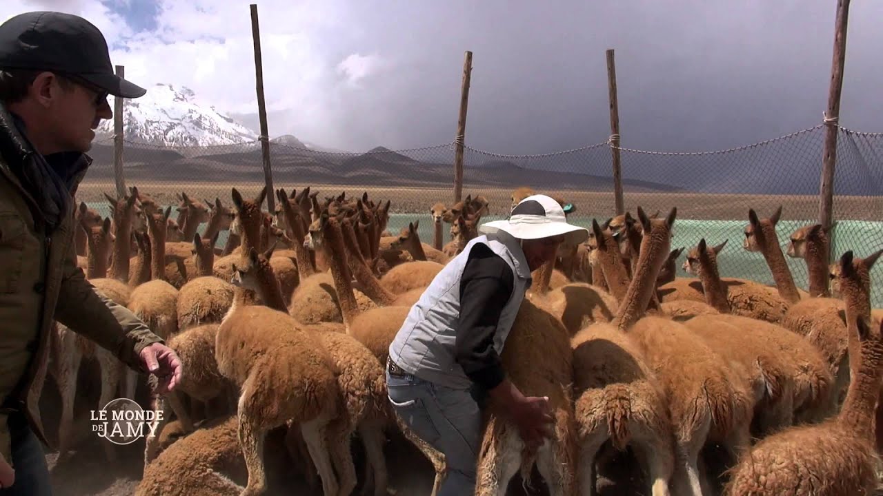 Le Monde de Jamy - La vie cachée des montagnes - Extrait - La toison d'or des Vigognes