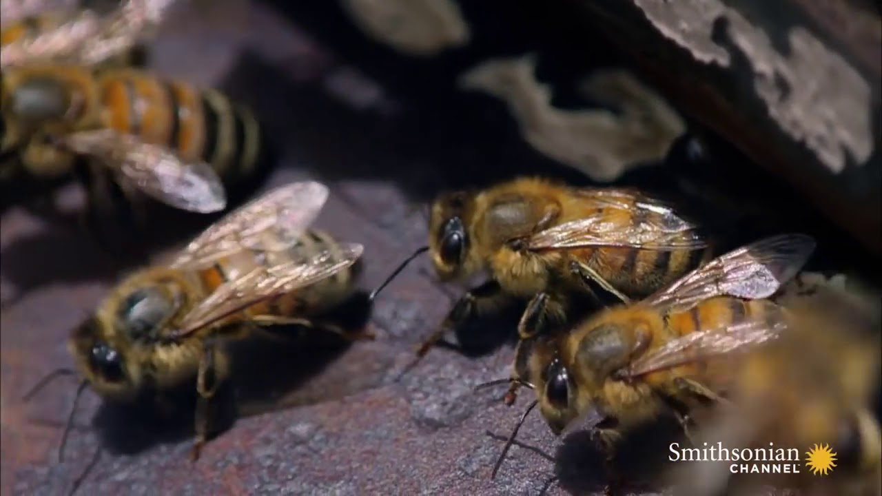 What's the Waggle Dance  And Why Do Honeybees Do It    YouTube