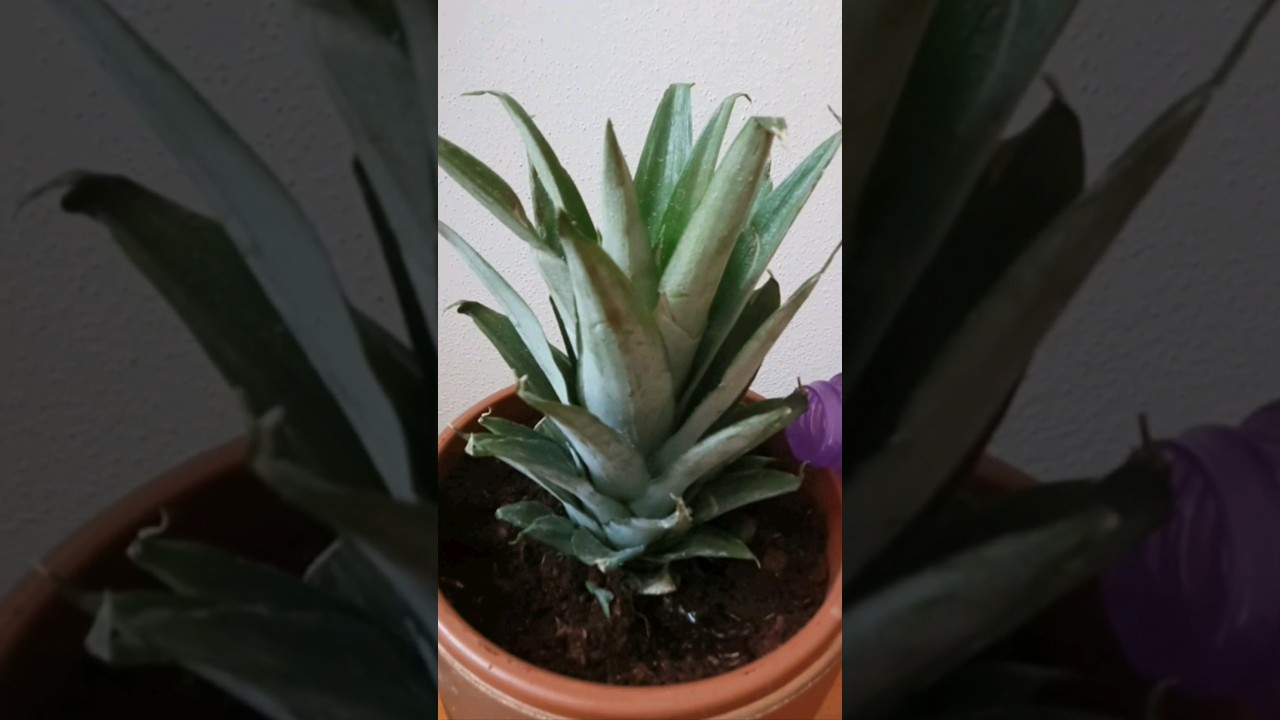 Как вырастить ананас дома из ананаса, который вы покупаете на рынке 🍍 #Приготовьсам #ананас #shorts