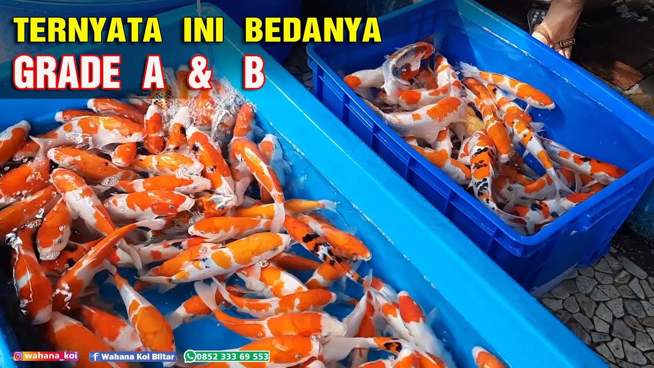 PERBEDAAN GRADE A & B IKAN KOI KOHAKU | STOCK WAHANA KOI JUNI-JULI 2021