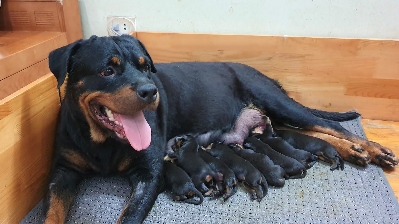 Cách Đỡ Đẻ Cún Con