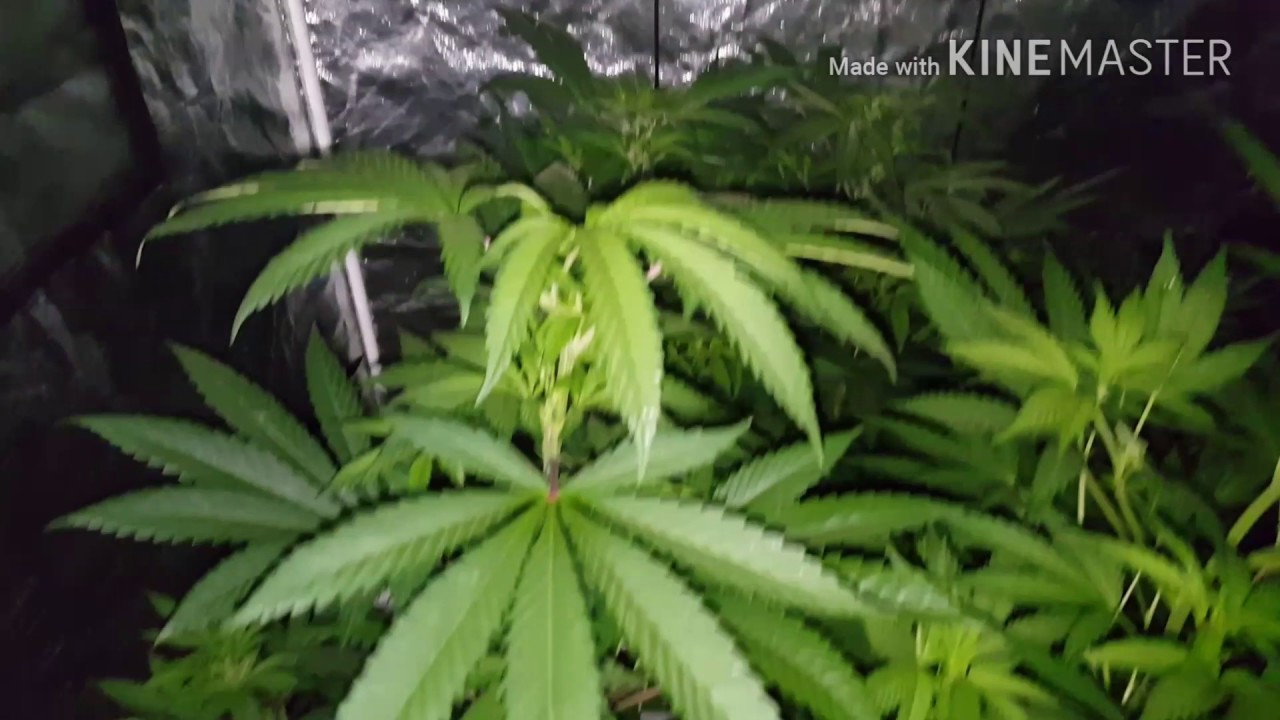 Gbn aka grow bigg nuggs series update