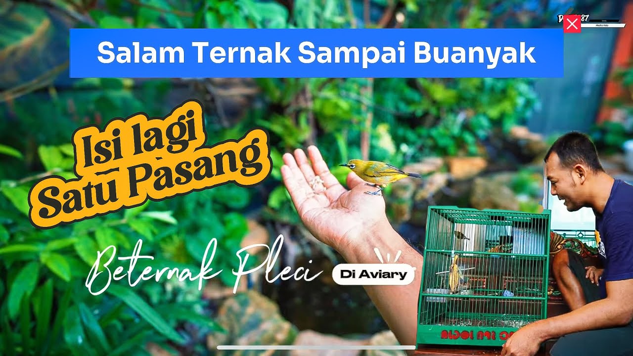 LEPASIN PLECI SEPASANG LAGI ADI AVIARY!Sudah ada yang mau bersarang!.
