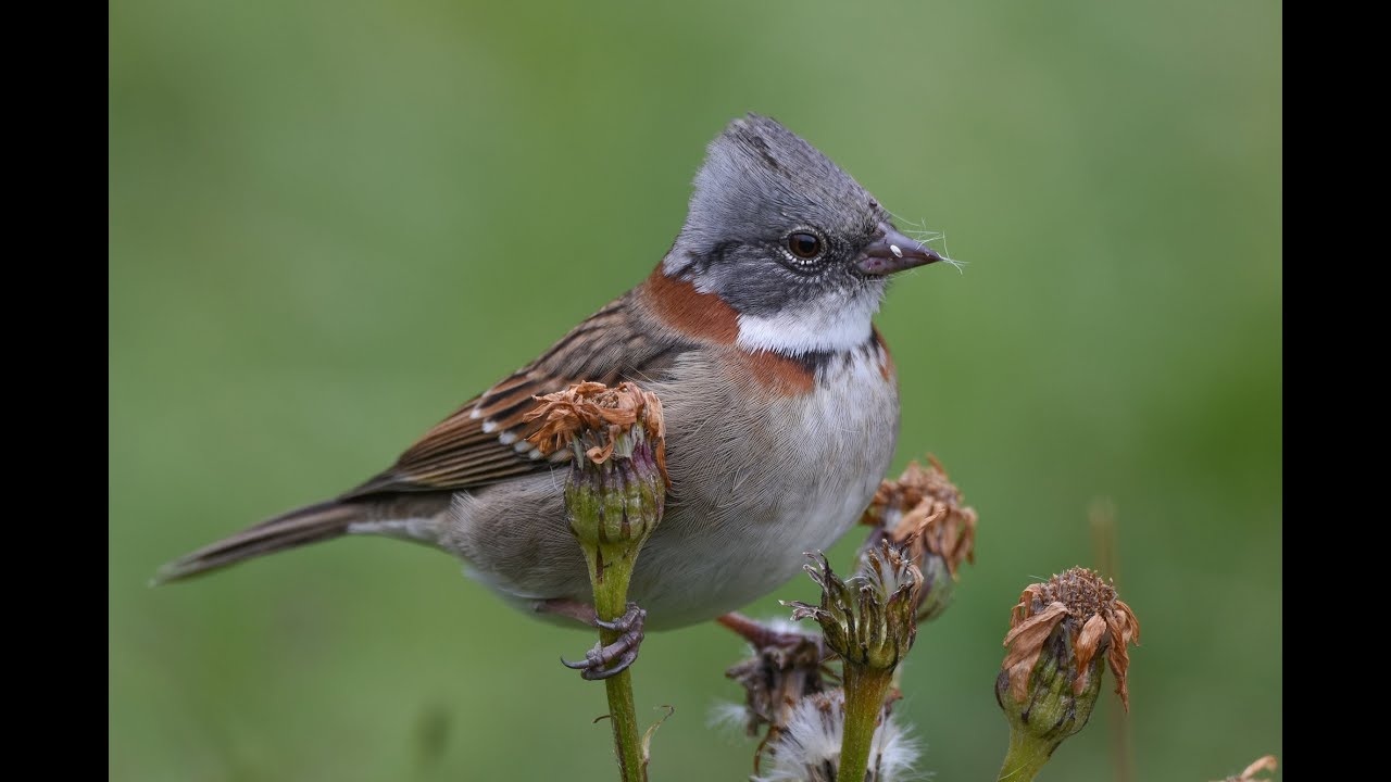Chingolo (Zonotrichia capensis)