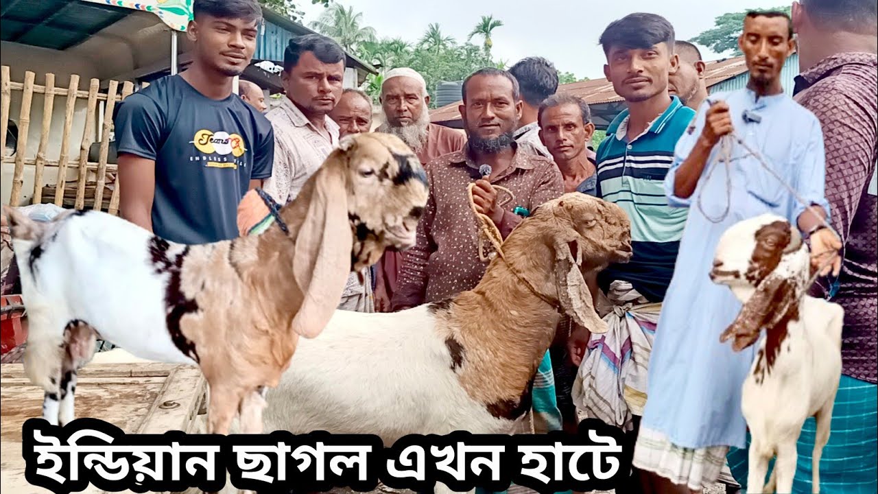 ছাগল বাজারে তোতা ছাগল ও পাঠার আমদানি বেশি/কেমন দামে বাচ্চা ও দুধের ছাগল পাইকারিতে হেকাচ্ছে দেখুন