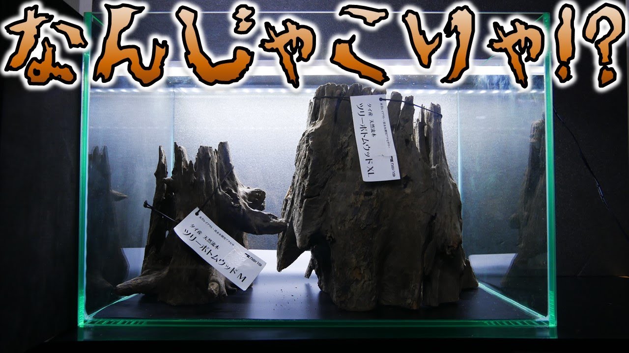 【流木】下が平らで安定感がある切り株みたいな形。中に空洞があるから魚の隠れにもなるし、置くだけで水景が完成する使いやすさ！カミハタ タイ産天然流木ツリーボトムウッドM/XL【ふぶきテトラ】