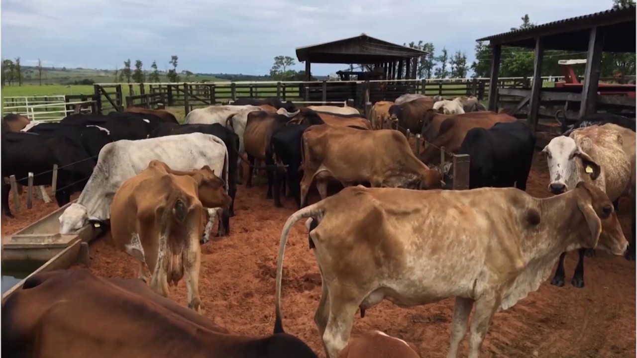 Homeopatia veterinária controla infestações de carrapatos e vermes - Arenales