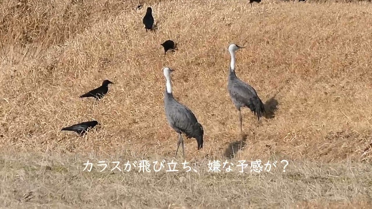 ナベヅルの親子