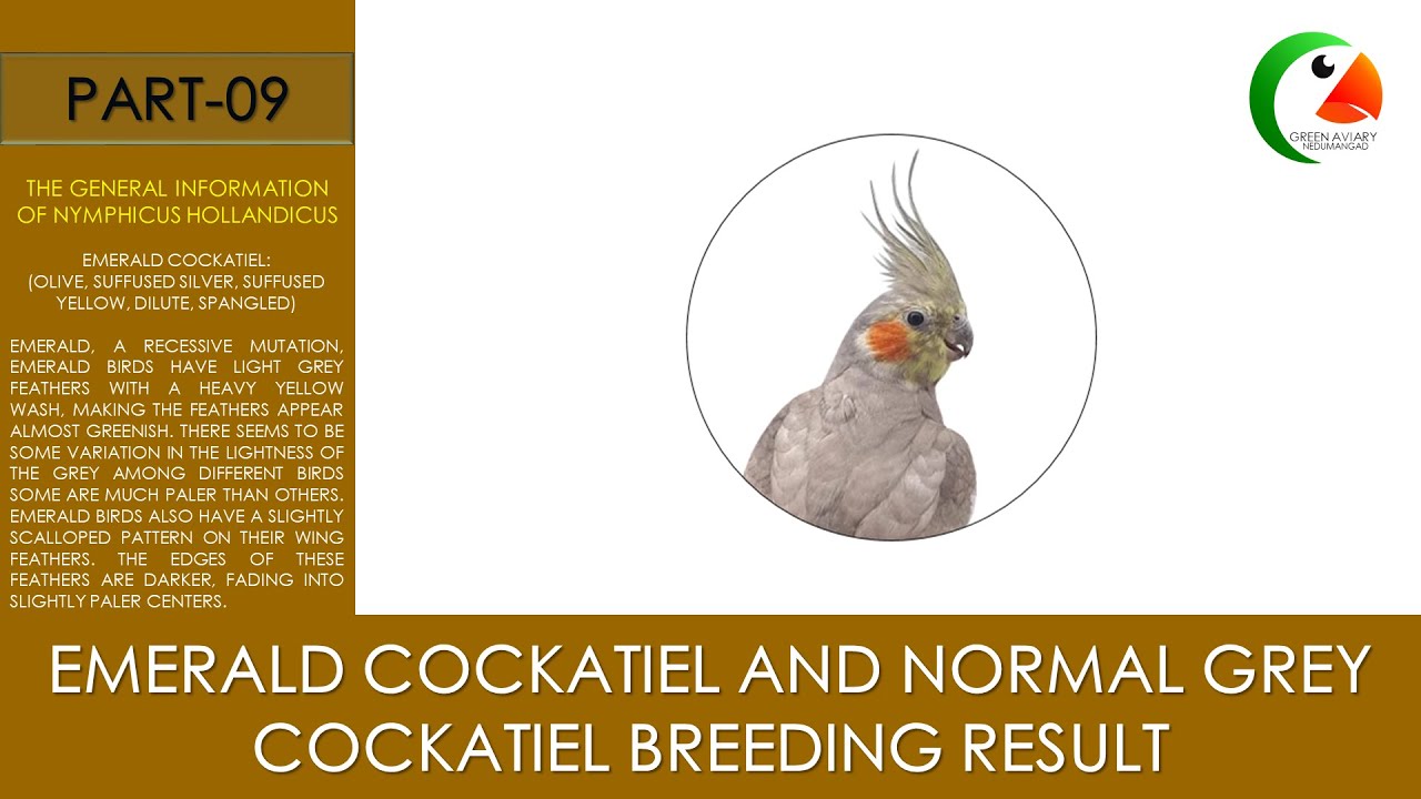 EMERALD COCKATIEL AND NORMAL GREY COCKATIEL BREEDING RESULT