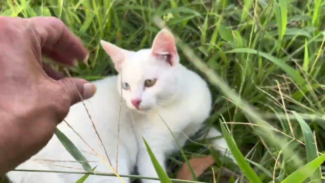 Kucing Lucu Dan Imut Berantem. 