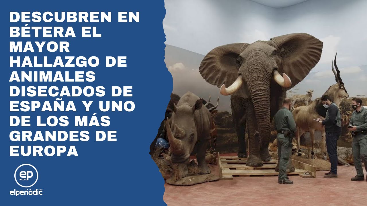 Descubren en Bétera el mayor hallazgo de animales disecados de España y de los más grandes de Europa