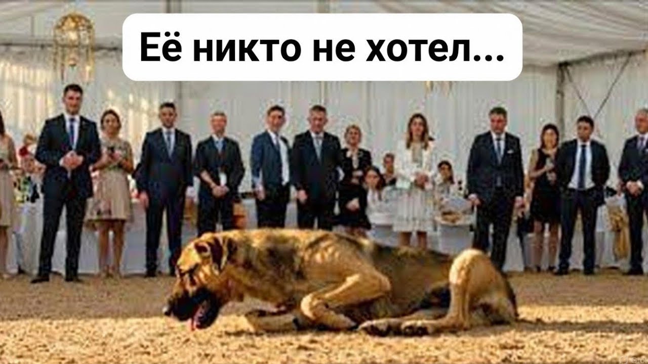 Отвергнутую на аукционе собаку покупает юноша, и т