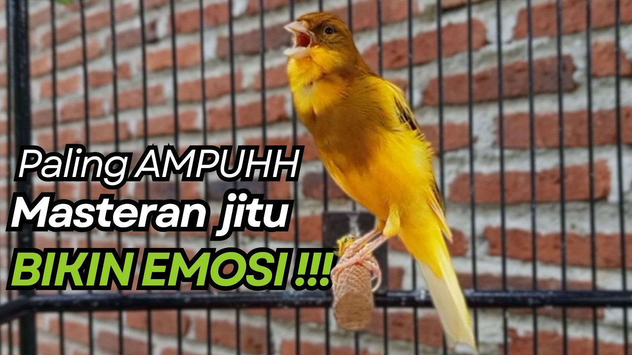 KENARI GACOR Cuit CUIT BIRAHI UNTUK PANCINGAN & MASTERAN Kenari PAUD AGAR BUNYI