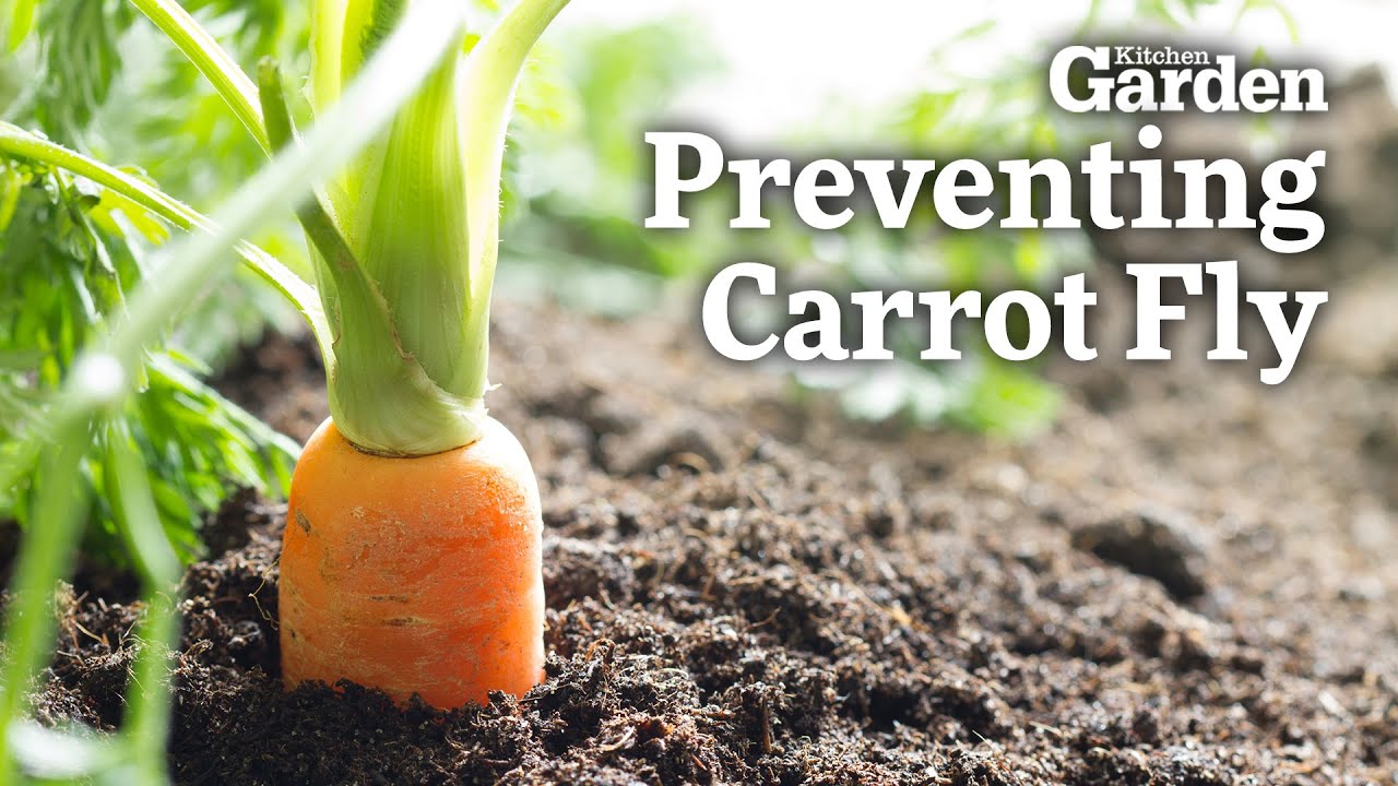 The BEST Ways to BEAT Carrot Fly