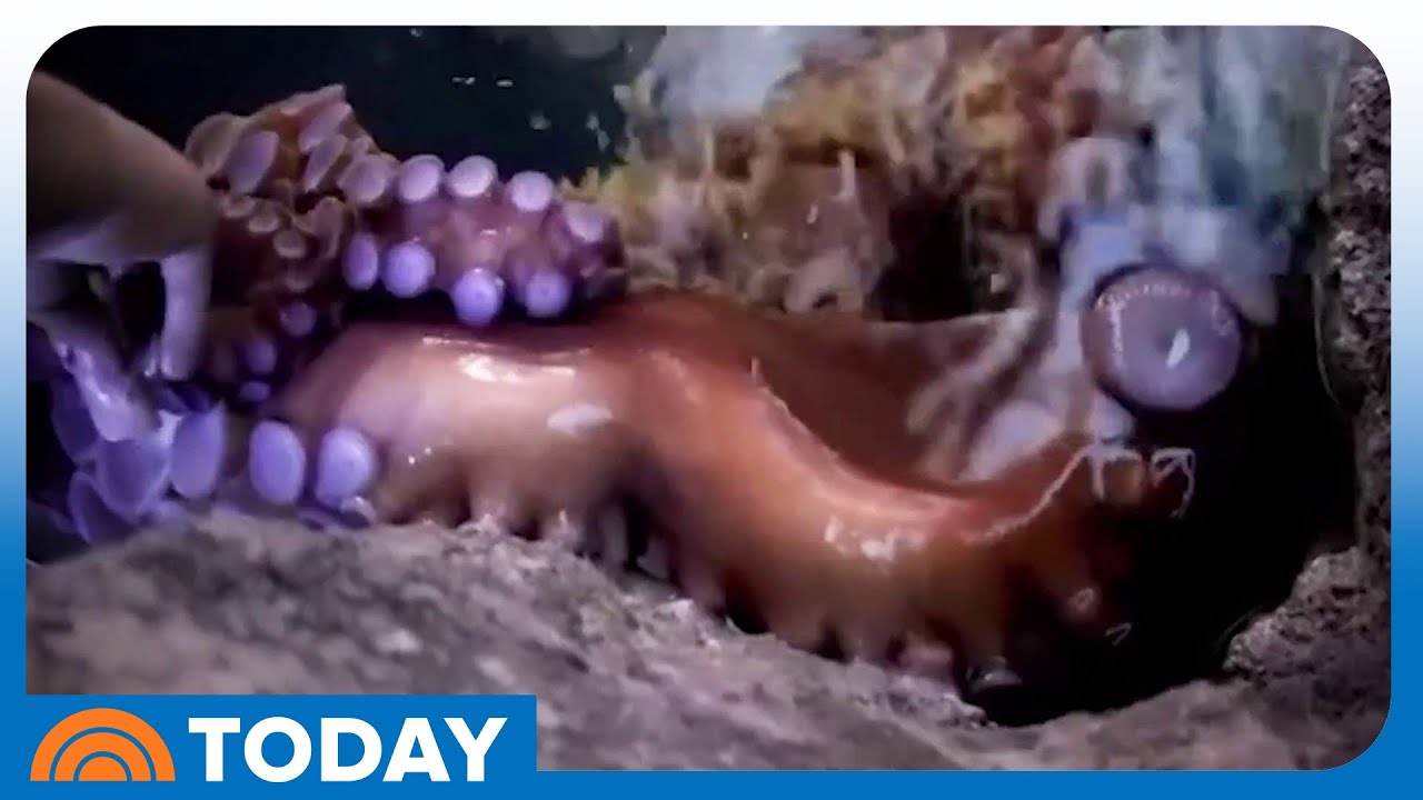 Boy Injured After Octopus Grabs His Arm at Texas Aquarium