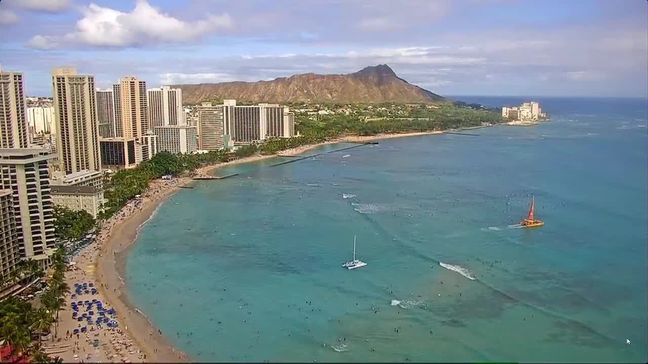 Box jellyfish advisory issued for Waikiki Beach