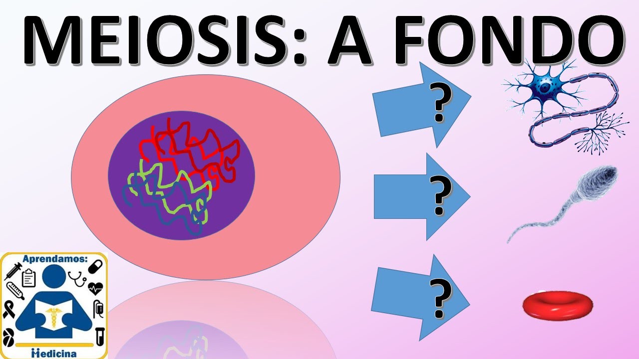 Division Celular: Meiosis - 🌐 división celular: meiosis 🔬 | fases | [fácil y rápido] | biología |