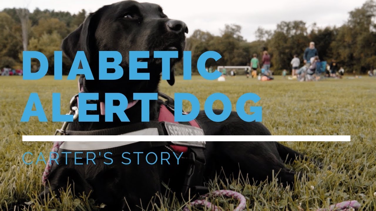 Diabetic Alert Dog Feature: Carter's Story