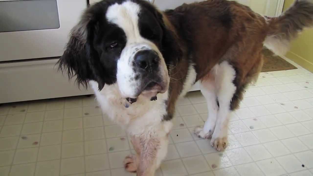 St. Bernard Dog Talking