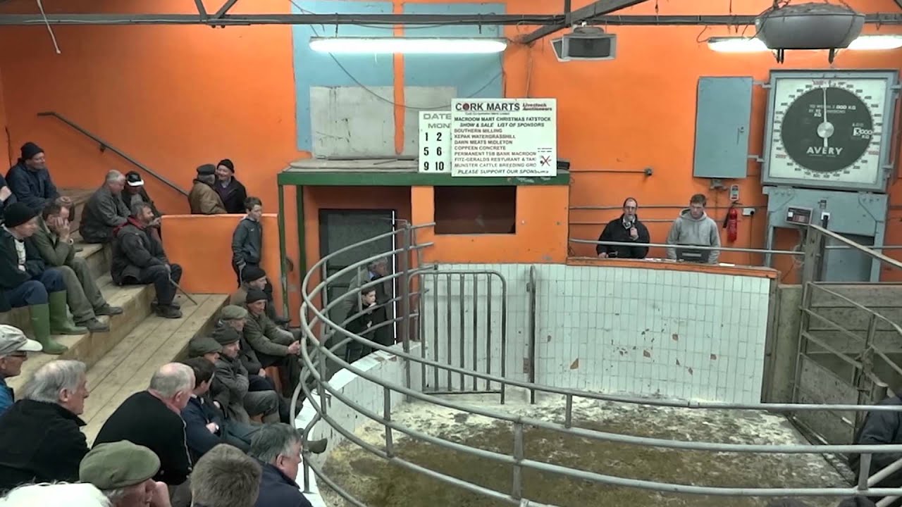 livestock_auction_Macroom.mp4