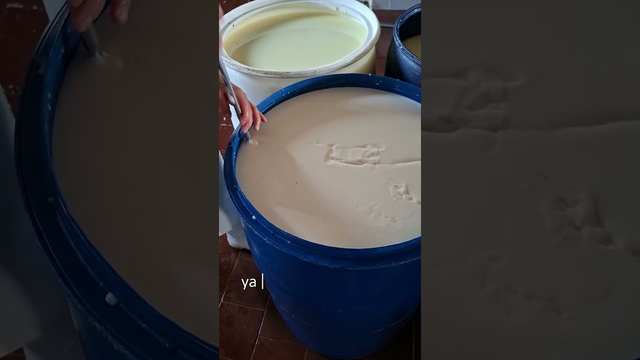 Del establo al queso | Así se transforma la leche en queso artesanal 🐄🧀