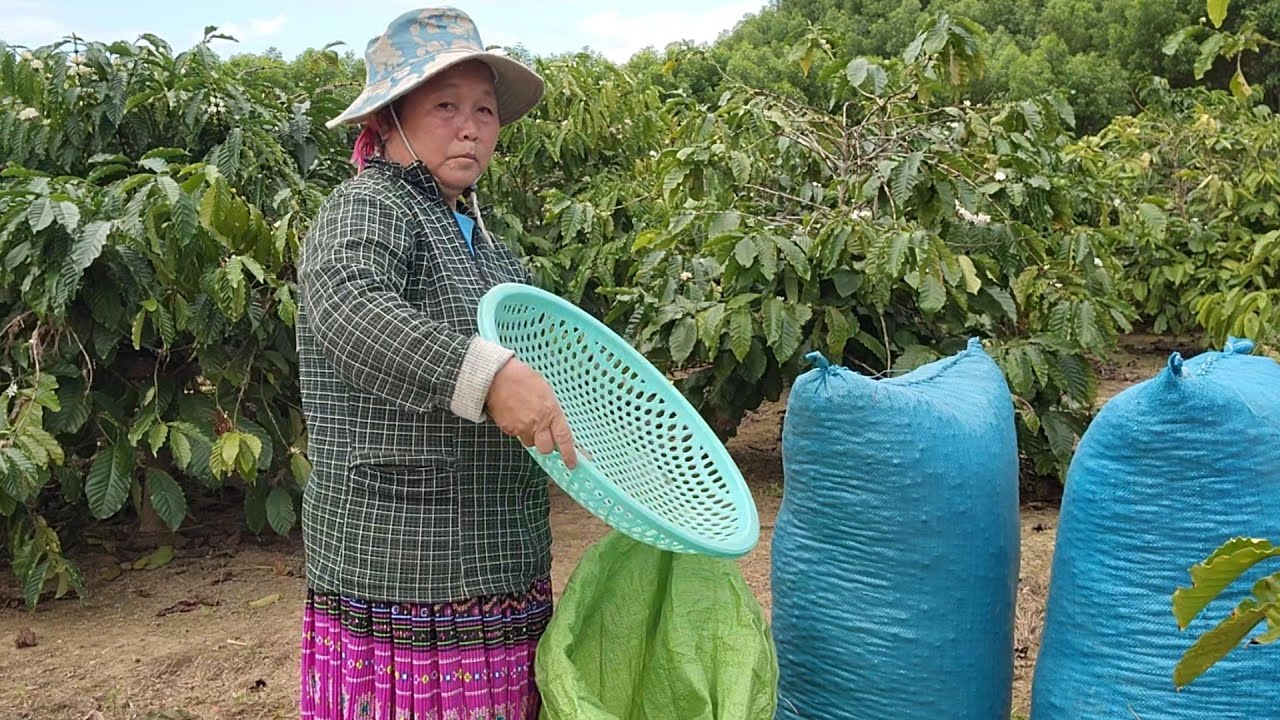 Bà đi làm thuê hái cà phê.