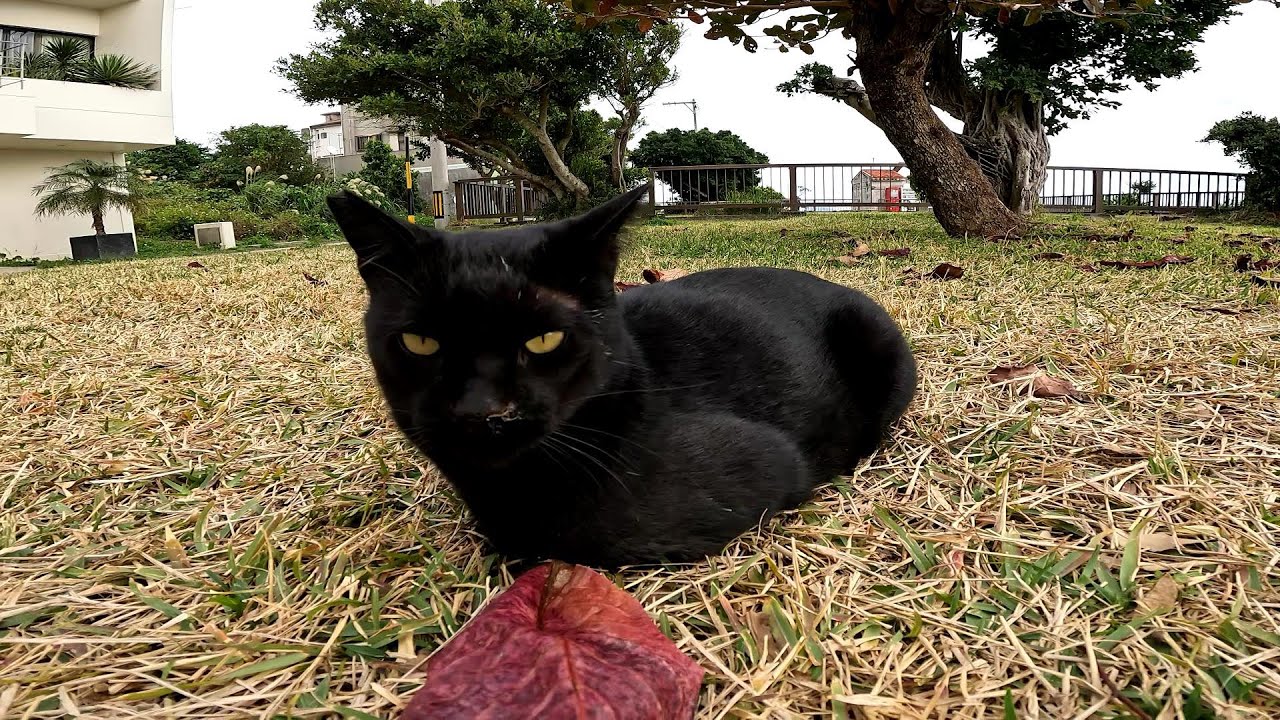 おててないない♪おててないないするのは♪安心している証拠だよ♬