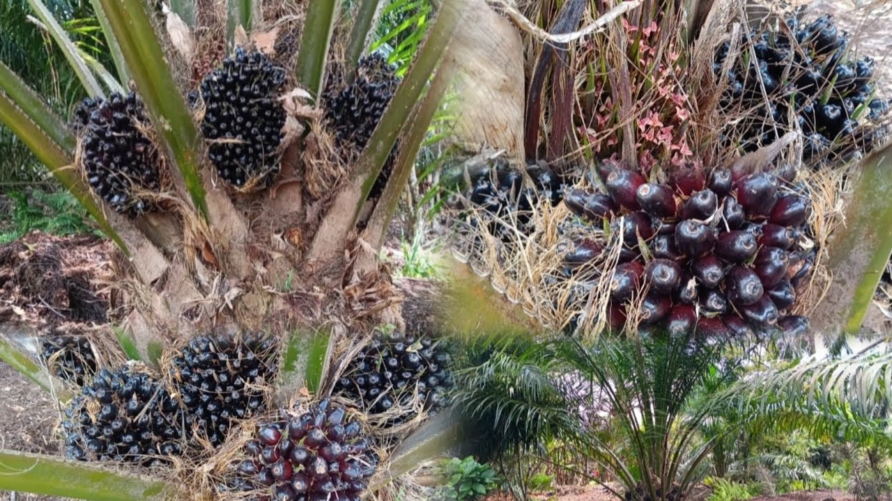 🌴 செம்மலை Oil Palm Tree 🌿 | பழத்திலிருந்து Oil, Skincare & Fun Facts! 😍