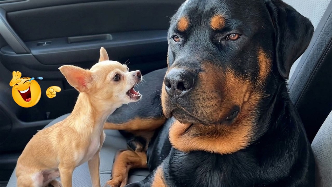 You Can’t Stop Laughing At These Dogs 🤣 FUNNIEST DOGS Video 2026