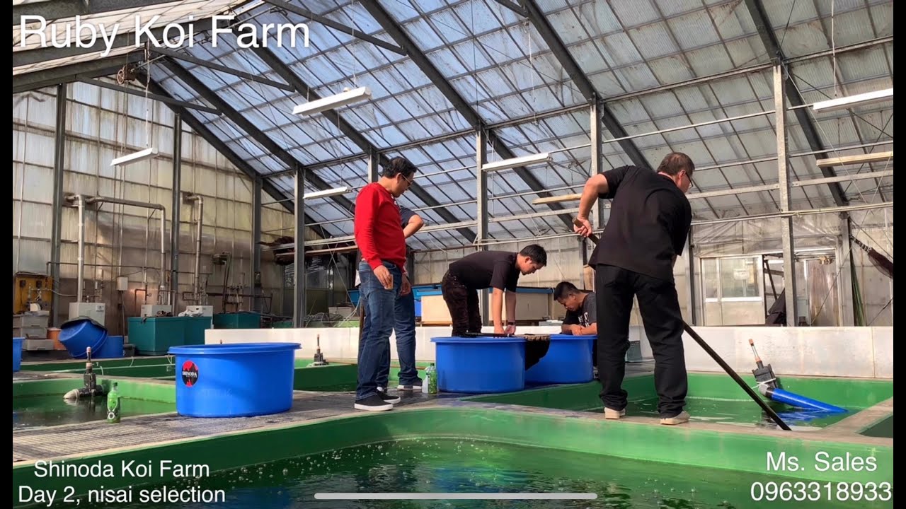 #ThangNgo Mua cá Koi tại Shinoda Koi Farm, Ojiya, Niigata, Japan. #2