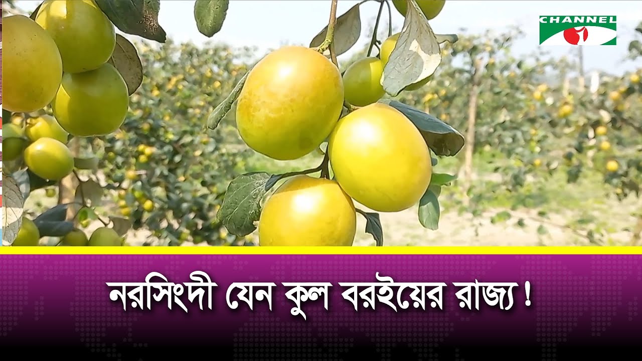 নরসিংদীতে বাড়ছে বাণিজ্যিকভাবে কুল বরইয়ের চাষ | Channel i News