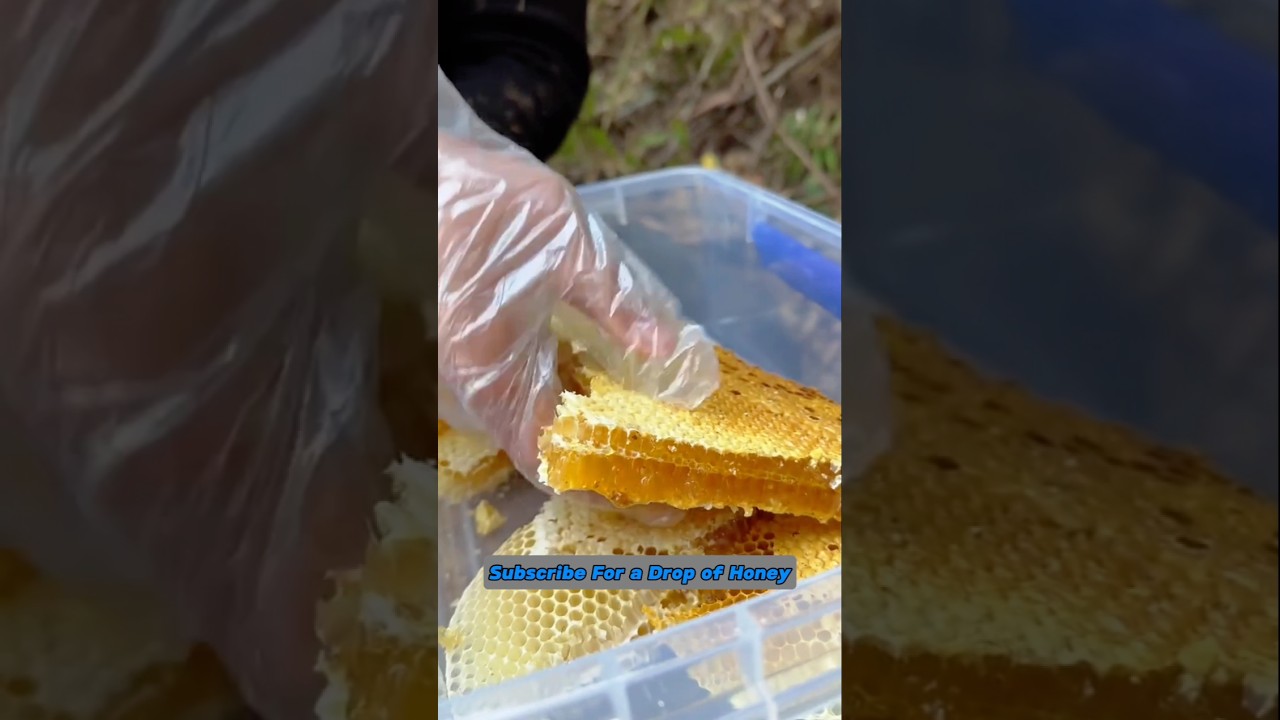 This Mountain Honey Looks TOO Tasty 😋 