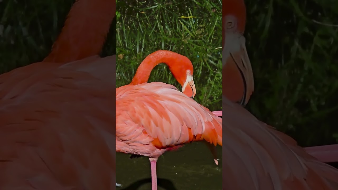 🦩Close-Up of Flamingo Preening @ Flamingo Lagoon | Everglades Wonder Gardens | Florida Birds 2026 ✨