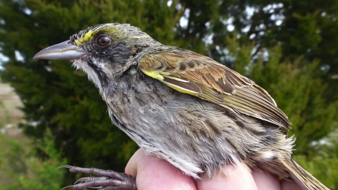 Wild About Marsh Sparrows