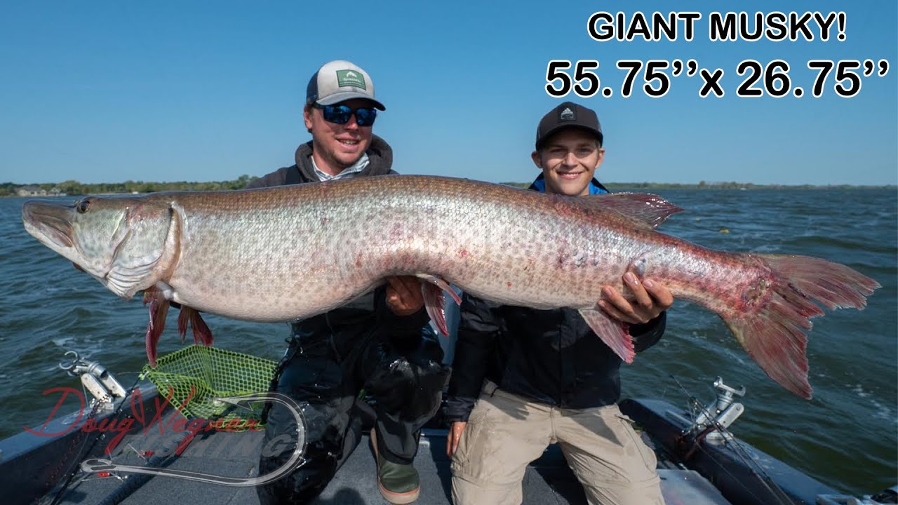 GIANT MUSKY! 55.75x26.75