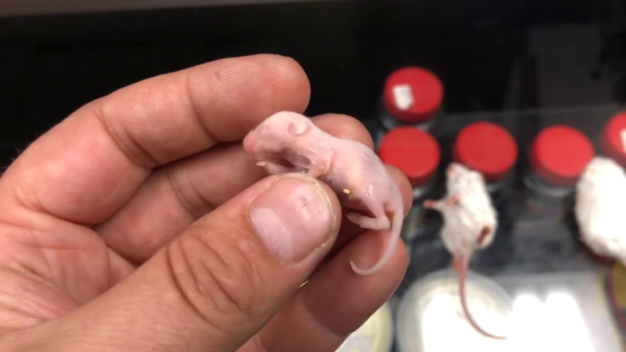 What is a PINKY MOUSE?  FEEDER MICE SIZES!