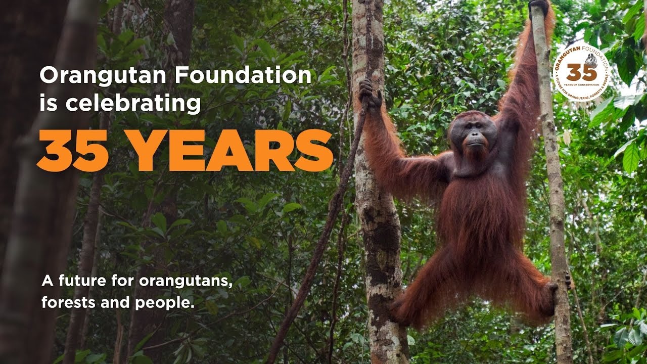 35th Anniversary of Orangutan Foundation