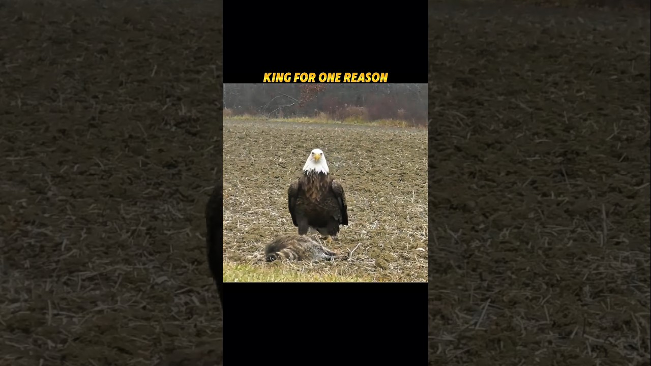 Hawk Catches Prey... But Then the King Arrives! #animals #trending #wildlife #birds #eagle #hawk