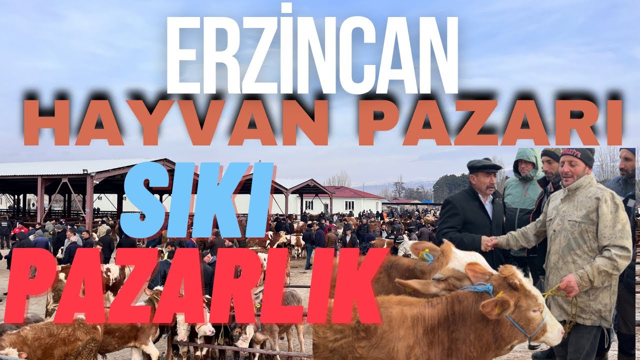ERZİNCAN HAYVAN PAZARI / 8 ŞUBAT 2024