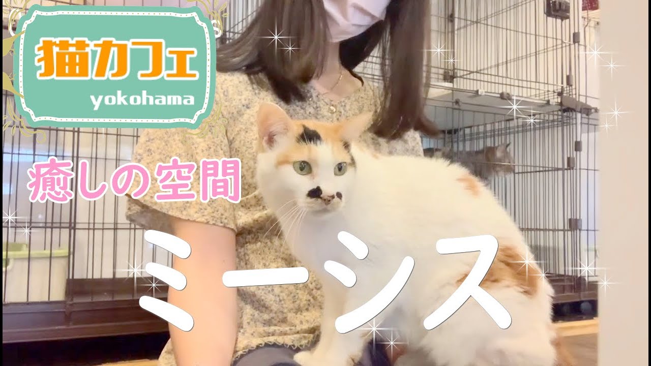 【猫カフェ】となりにいれることの幸せ💓ミーシス💓DREAMER【パリピ孔明】