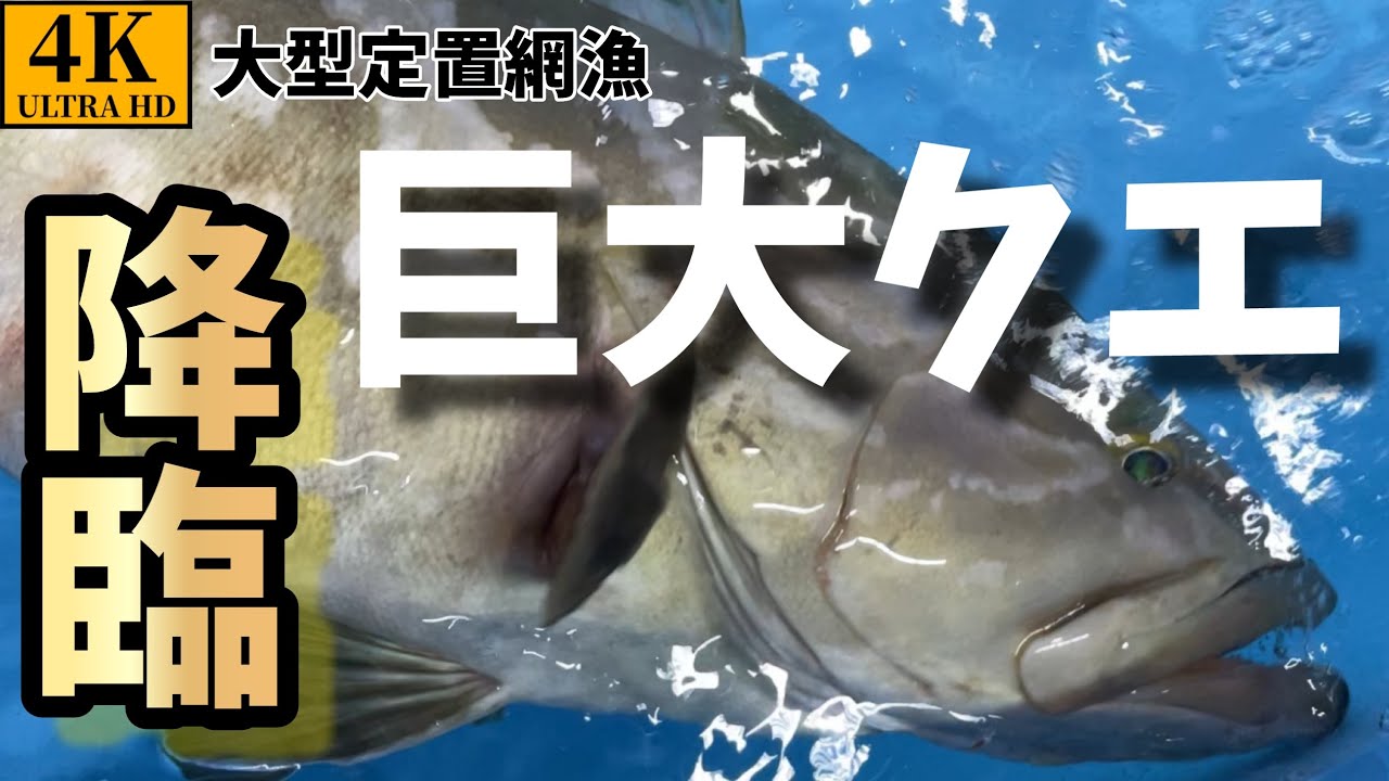 【大型定置網漁】1匹○十万円！！超高級クエを捕獲！！Super high-class fish were caught in the fixed net #fish