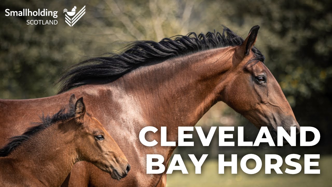 Cleveland Bay Horse - Equine showcase - Scottish Smallholder Festival 2020