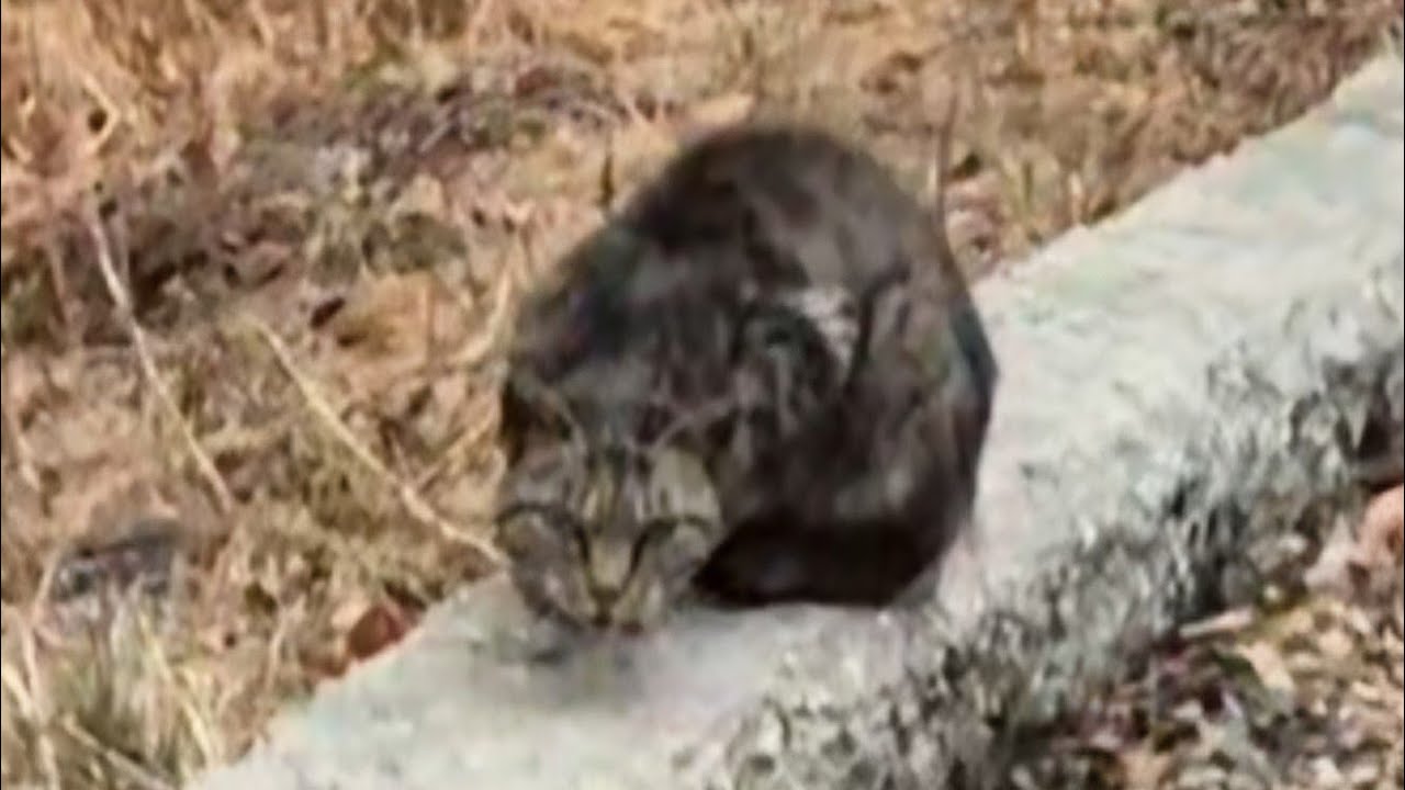 함백산 가는길에 만난🐈‍⬛들고양이🐈‍⬛ (함백산 운탄고도 가는길)