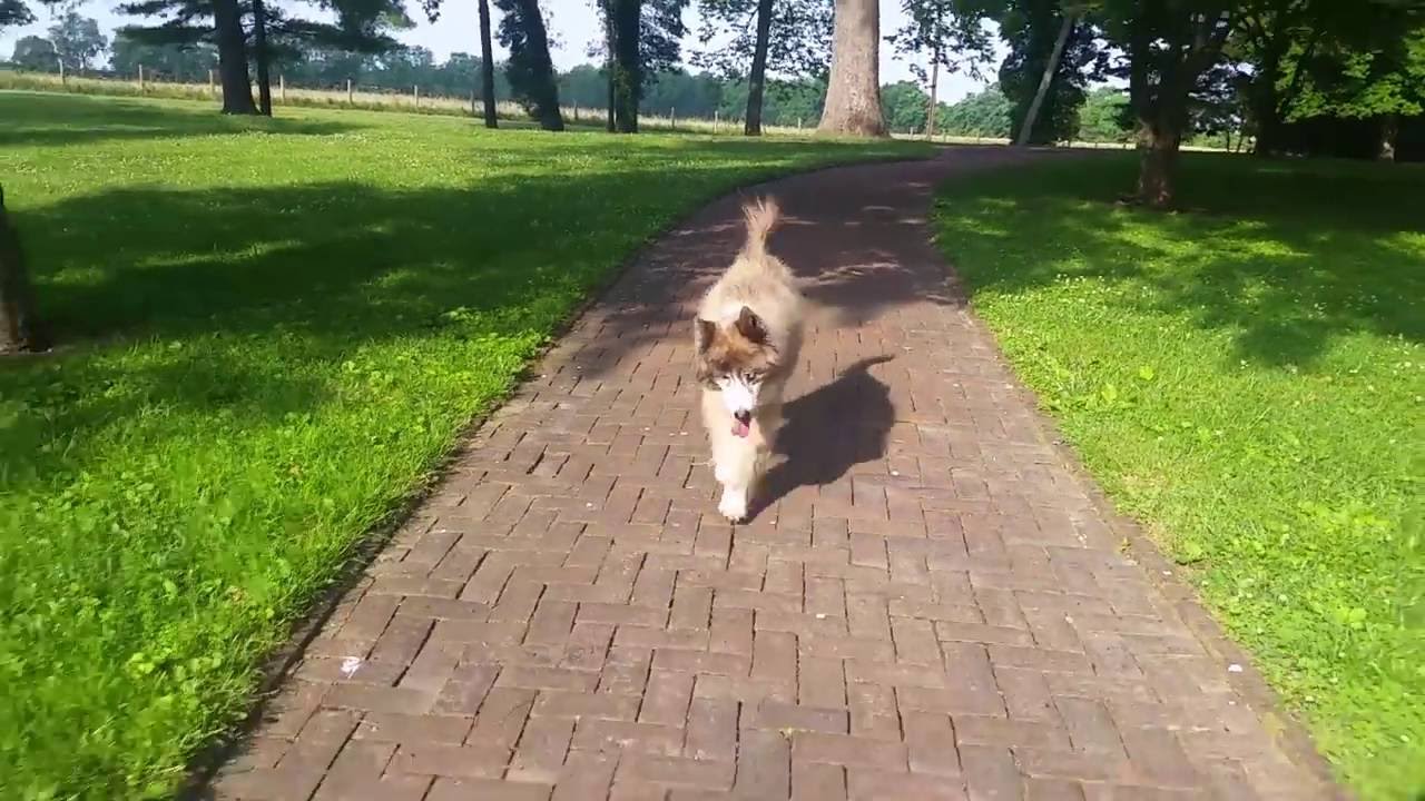 Kaos   Blind Dog Walking