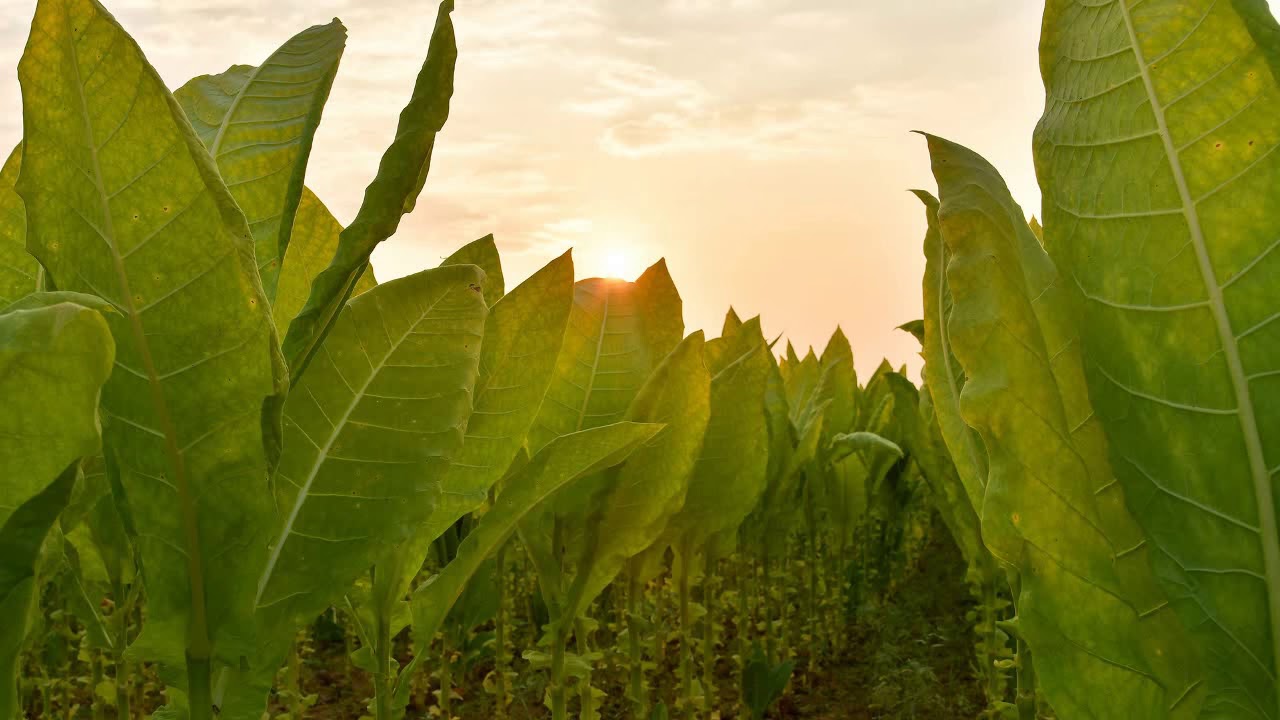 Dominican Tobacco & Cigars