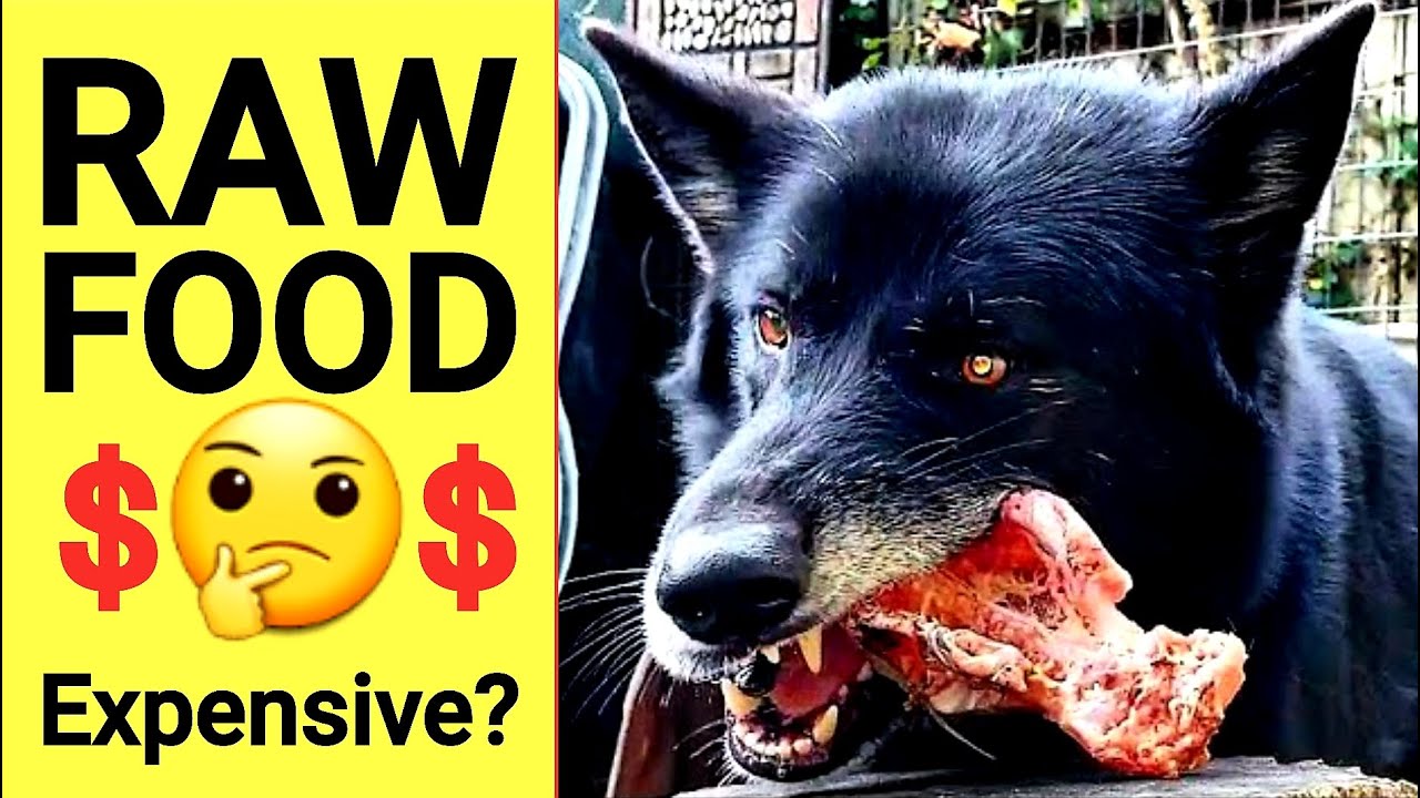 Is RAW Food Cheaper Than Kibble? Yes, and Here's How to Do it