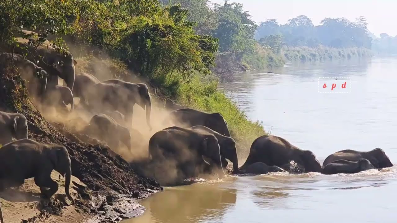 An amazing and beautiful scene of wild elephants crossing the river.#wildlife #animals #viralvideo 